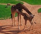 Yetişkin Zürafa ve bebek Zürafa